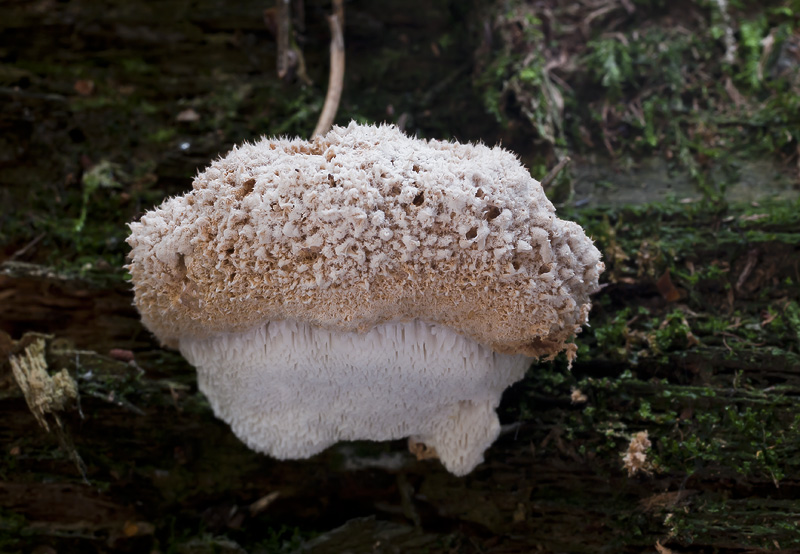 Oligoporus ptychogaster